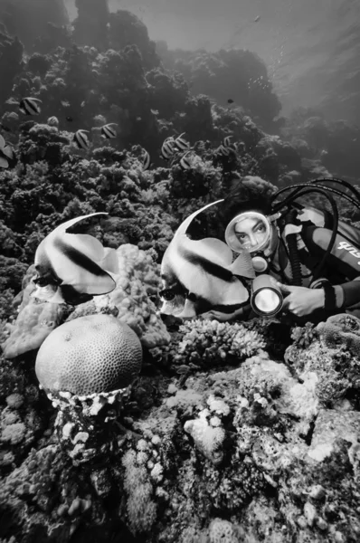 Masked Butterflyfish and diver — Stock Photo, Image