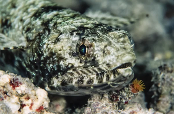 Lizardfish útes — Stock fotografie