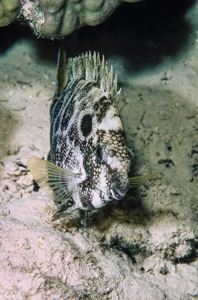 小さな熱帯魚 — ストック写真