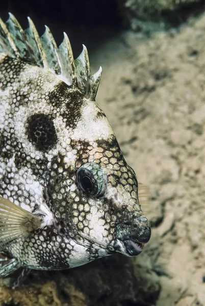 小さな熱帯魚 — ストック写真