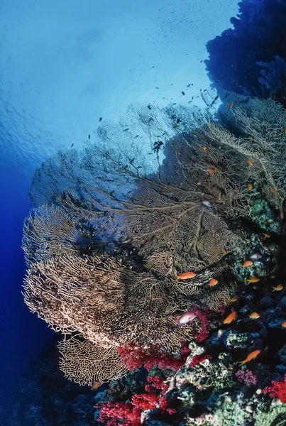 Tropiska hav fans och anthias — Stockfoto