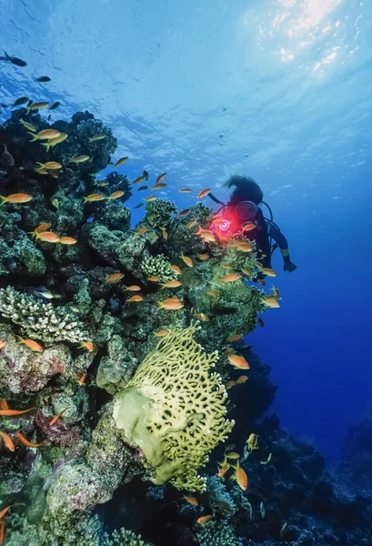 Пожежний кораловий і тропічний антіас — стокове фото