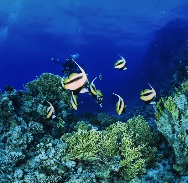 Poisson-papillon masqué et plongeurs — Photo