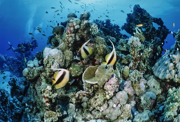 Butterflyfish mascarado e mergulhadores — Fotografia de Stock