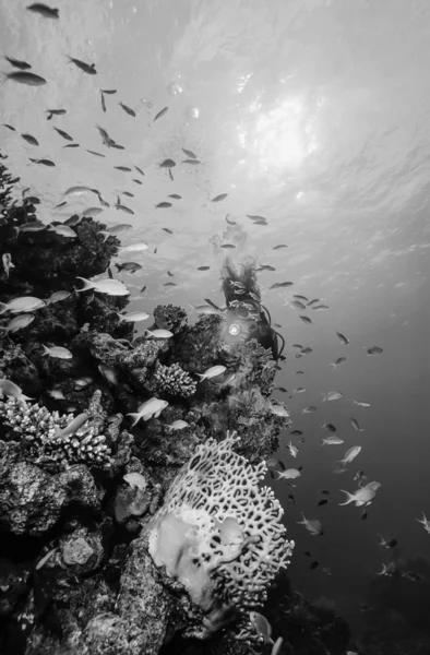 Corail rouge et anthias tropicales — Photo