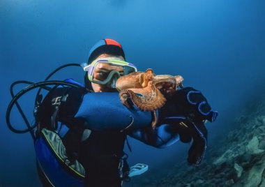küçük ahtapot ve Adriyatik Denizi'nde dalgıç