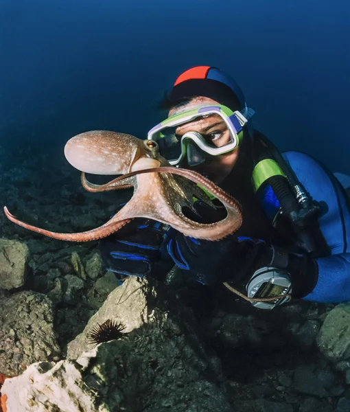 Liten bläckfisk och dykare i Adriatiska havet — Stockfoto