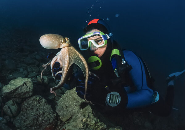 Small octopus and diver in Adriatic Sea