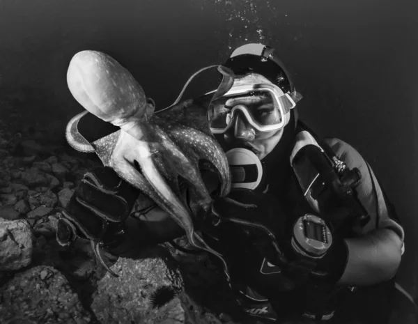 Pequeno polvo e mergulhador no Mar Adriático — Fotografia de Stock