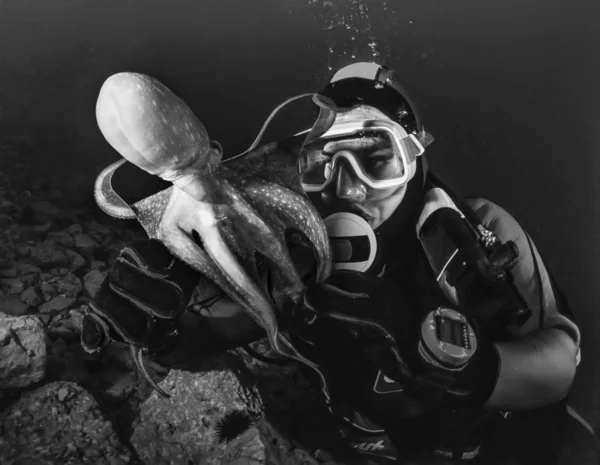 Kleine octopus en duiker in de Adriatische Zee — Stockfoto