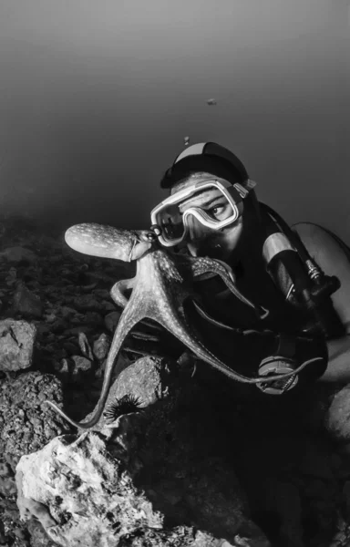 Petit poulpe et plongeur dans la mer Adriatique — Photo