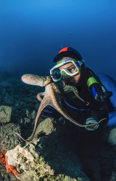 Small octopus and diver in Adriatic Sea