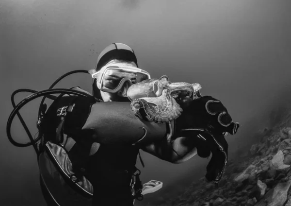 Liten bläckfisk och dykare i Adriatiska havet — Stockfoto