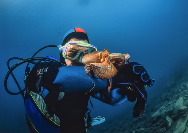 Small octopus and diver in Adriatic Sea