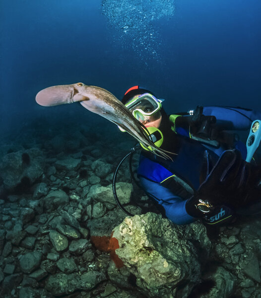 Small octopus and diver in Adriatic Sea