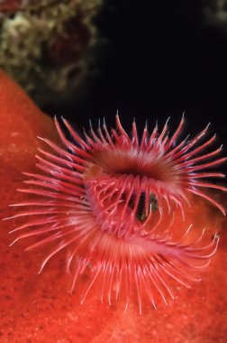 küçük gökadasında üzerine sünger