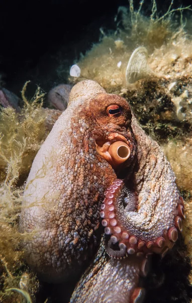 Octopus in de Adriatische Zee — Stockfoto