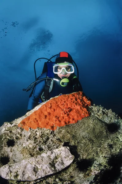 Potápěč a červené houby na skále — Stock fotografie