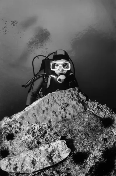 Plongeur et éponges rouges sur roche — Photo