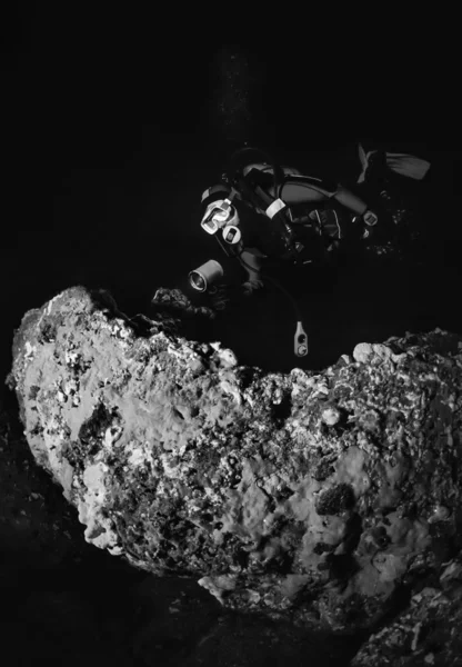 Mergulhador e esponjas vermelhas na rocha — Fotografia de Stock