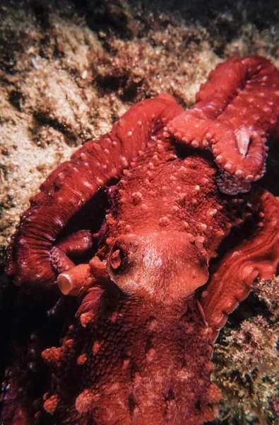 Octopus — Stockfoto