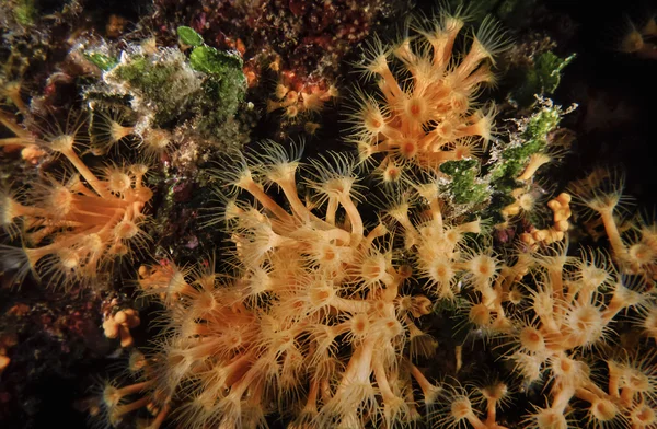 Parazoanthus amarelo — Fotografia de Stock