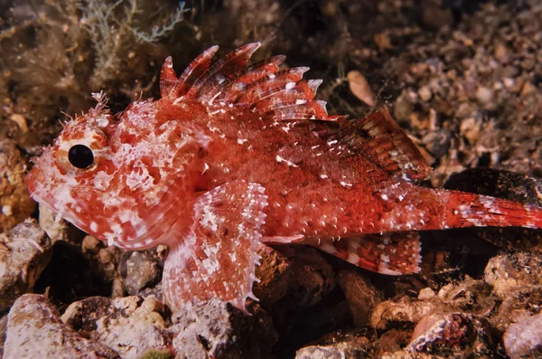 Kleine scorpionfish — Stockfoto