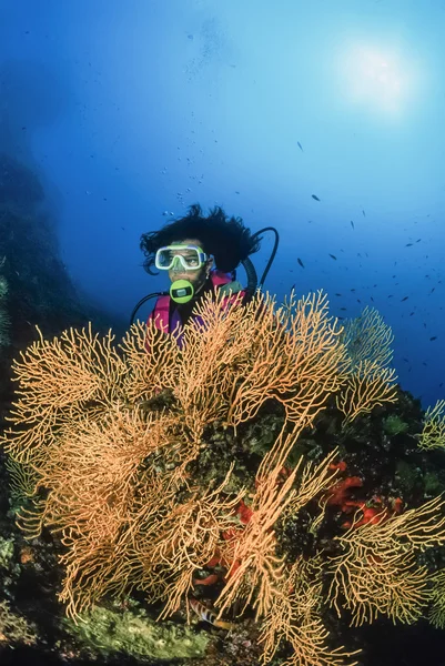 Diver and yellow gorgonians — Stock Photo, Image