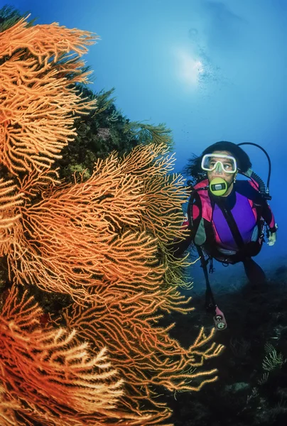 潜水员和黄柳珊瑚 — 图库照片