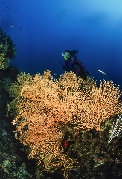 Diver och gul gorgonier — Stockfoto