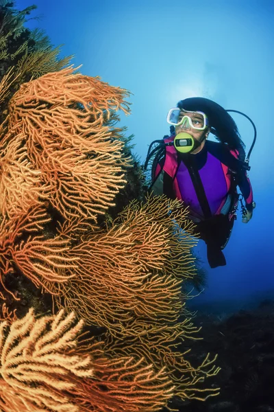 Diver and yellow gorgonians — Stock Photo, Image