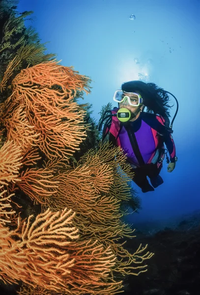 Diver och gul gorgonier — Stockfoto