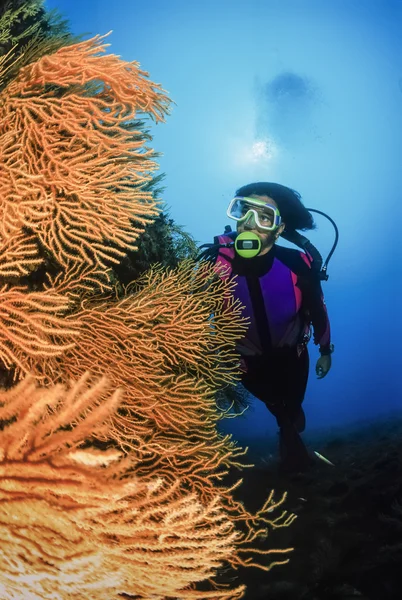 Diver och gul gorgonier — Stockfoto