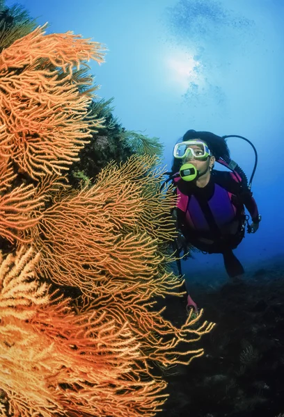 Diver och gul gorgonier — Stockfoto