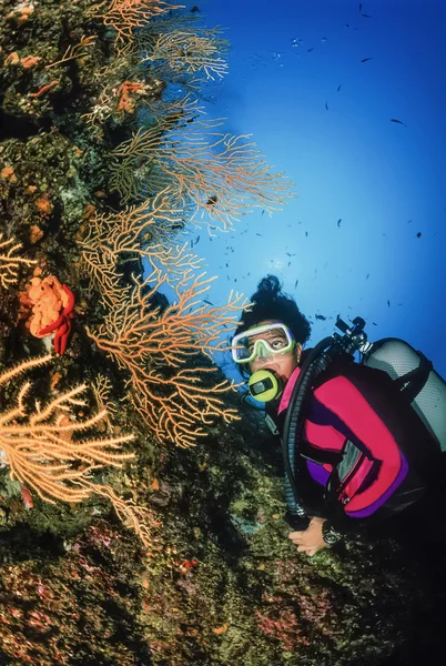 Diver and yellow gorgonians — Stock Photo, Image