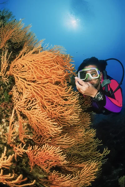 Diver och gul gorgonier — Stockfoto