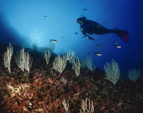 潜水员和白色的柳珊瑚 — 图库照片