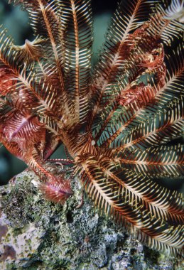 Dijana üzerinde sert mercan