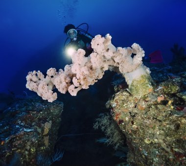 Dalgıç ve büyük bir tropik alcyonarian