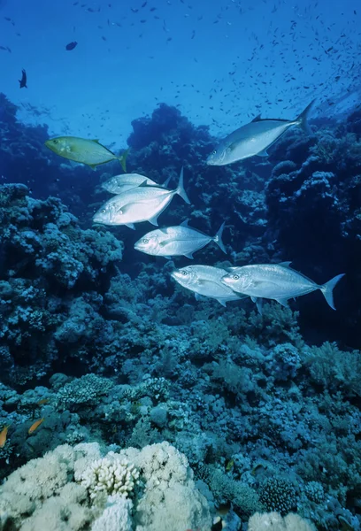 Sanghaneb Reef, uma escola de Jacks — Fotografia de Stock