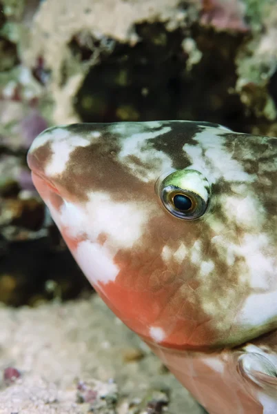 Tropical fish — Stock Photo, Image