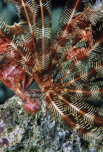 Crinoid na twardych koralowców — Zdjęcie stockowe