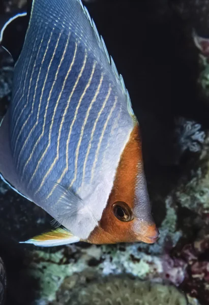 Pesce farfalla faccia di arancia — Foto Stock