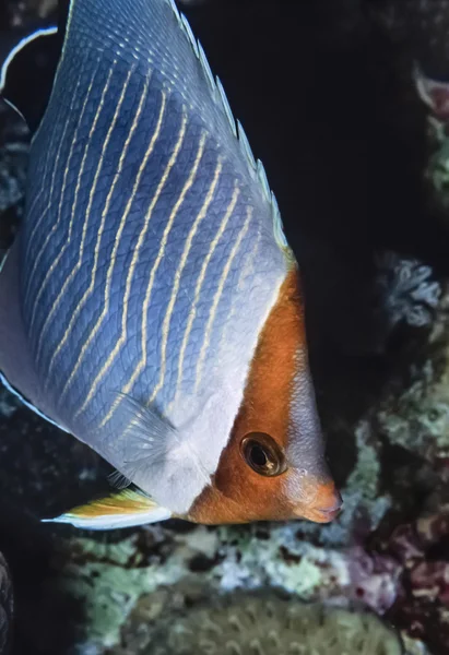 Peixe-borboleta de laranjeira — Fotografia de Stock