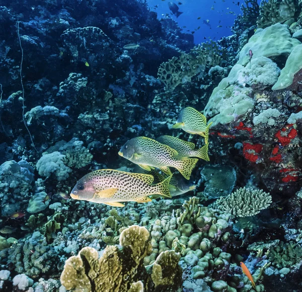 Blackspotted sweetlips — Stock Photo, Image