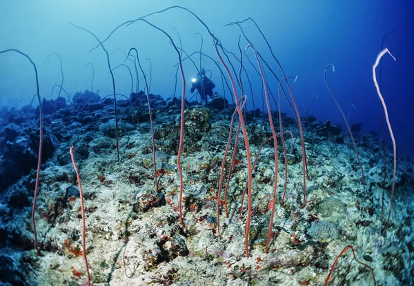 Whip gorgonians — Stock Photo, Image