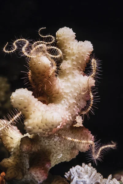 Crinoide su corallo molle — Foto Stock