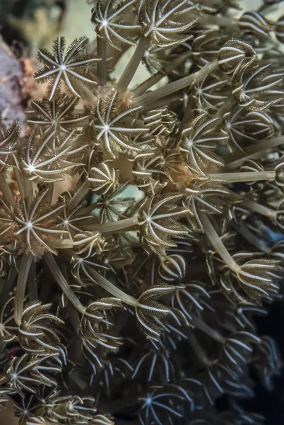 Soft corals — Stock Photo, Image