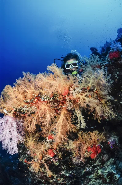 Diver and tropical alcyonarians — Stock Photo, Image