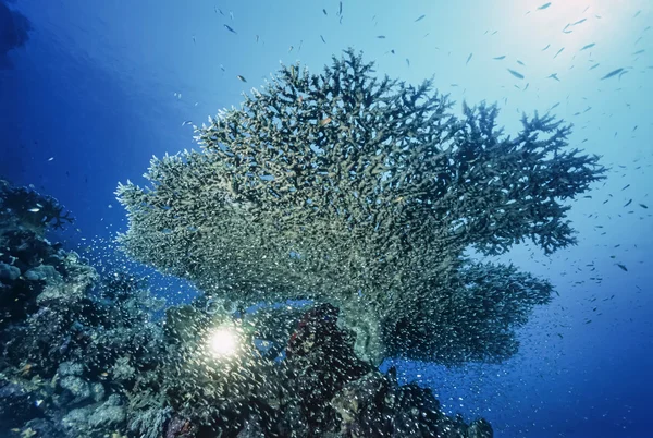 Staghorn korali i nurek — Zdjęcie stockowe